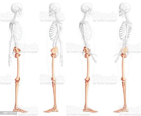 Set Of Lower Limbs Human Pelvis Legs Thighs Feet Skeleton Side Lateral