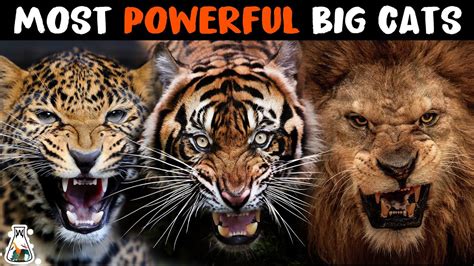 10 Most Powerful Wild Cats On Earth Youtube