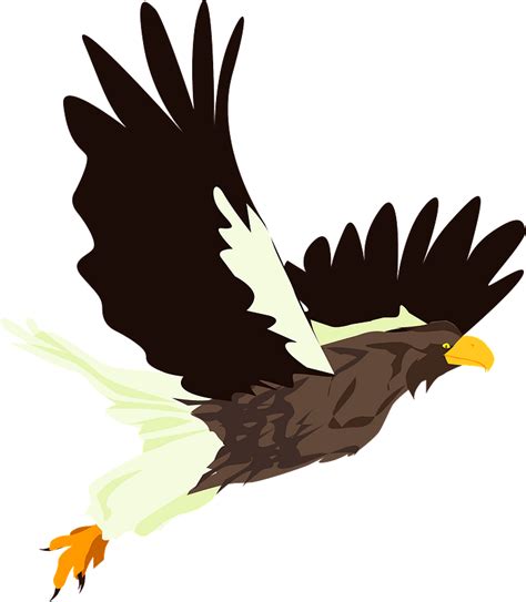 Hawk Bird Clipart Free Download Transparent Png Creazilla