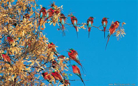 Download Wallpaper Trees And Birds Many Red On The Tree By