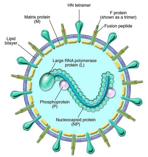 Human Parainfluenza Virus Infections Symptoms Diagnosis And Treatment