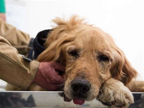 El último Adiós A Jacobo El Perro Héroe De Los Bomberos De Colombia