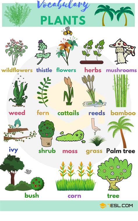 Plant And Flower Vocabulary In English Eslbuzz