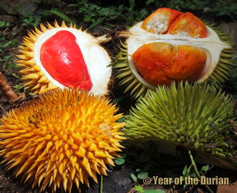 However, their best selling type of durians. Philippine Durian Varieties