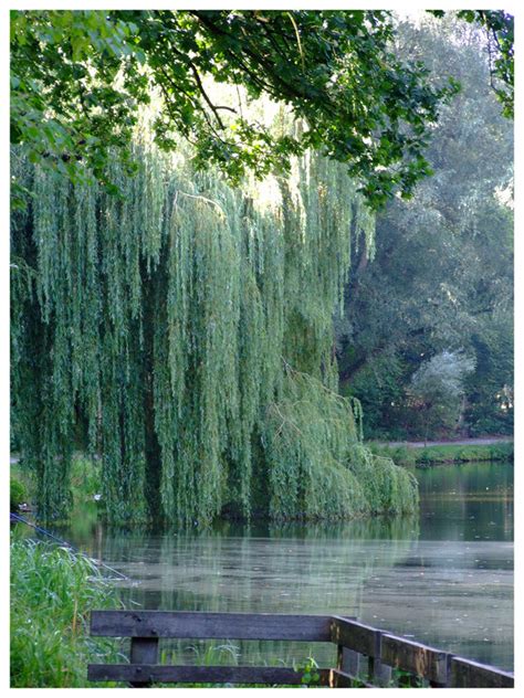 Free Download Weeping Willow Tree Wallpaper Weeping Willow 800x600