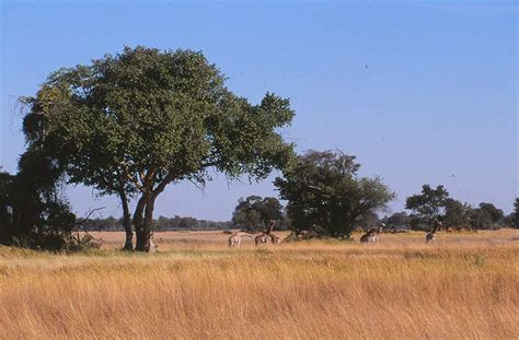 Images Of The Best Time To Visit Botswana Botswanas