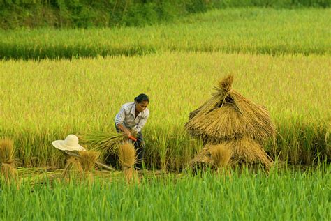 Chinese Farmer Working In Rice Harvest Photograph By Nancy Brown Pixels