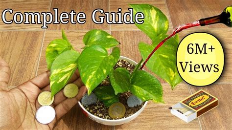 How Grow Money Plant Complete Guide Youtuberandom