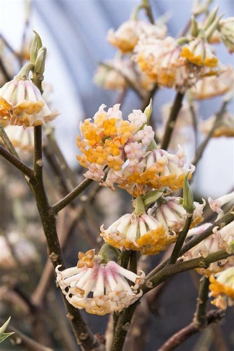 20 Winter Flowering Shrubs That Look Good In Winter Garden