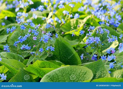 Brunnera Macrophylla Stock Photo Image Of Flower Blue 245856938