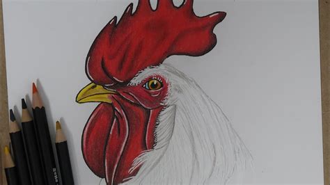 Como Dibujar Gallo Realista Paso A Paso How To Draw Realist Rooster