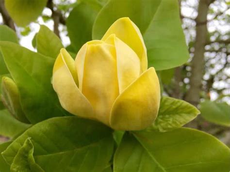 Magnolia With Purple And Yellow Flowers Yellow Flowers Tulip