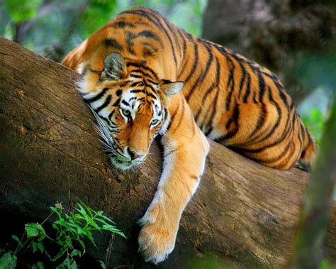 Forest Tree Tiger Leaves Wild Animal 3d Wallpaper Hd Sita Bandhavgarh