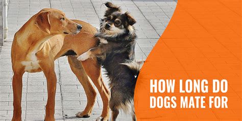 How long does a dog stay in heat?, when do dogs go into heat? How Long Do Dogs Mate For? - Tie, Initiation, Ejaculation & FAQ