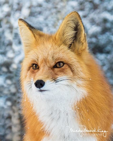 Colorado Winter Fox Portrait