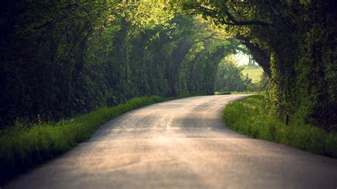 Wallpaper Sunlight Trees Landscape Forest Nature