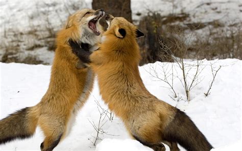Fox Couple Fight Snow Hd Wallpaper Wallpaper Flare