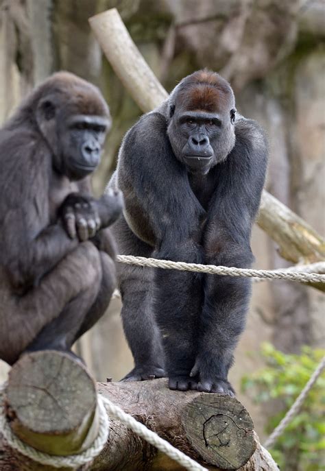 Australia Gorilla Forest Exhibition At Taronga Zoo In Sydney Images