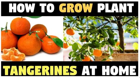 Tangerine Here Is How To Plant Tangerines At Home By Your Own Youtube