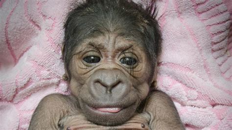 Adorable Baby Gorilla Born At The Oklahoma City Zoo Abc7 San Francisco