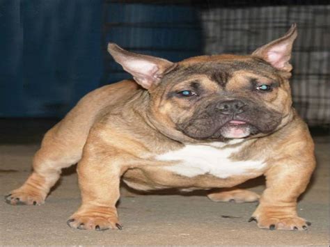 famous american bully breeders american bully daily