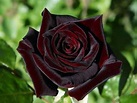 Rosa Príncipe Negro Raríssima C/botão - 40cm - R$ 39,90 em Mercado Livre