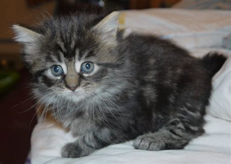 Check spelling or type a new query. Beautiful Maine Coon Kittens for Sale. READY NOW | Glasgow ...