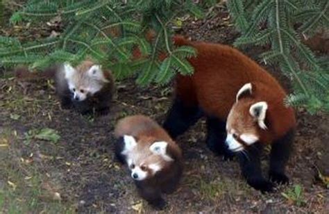 Photo Of The Day Twin Baby Red Panda Cubs Out In Their Detroit Zoo