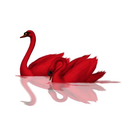 mq red swan swans bird freetoedit sticker by qoutesforlife
