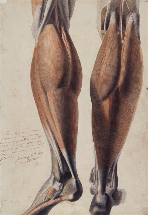Anatomical Drawing Showing The Muscles And Bones Of T Vrogue Co