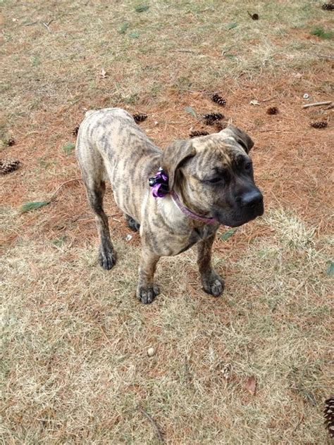 Here's five grooming tips for pet parents. "Best Picture Ever Of Our #BilJac Baby Brindle Boerboel ...