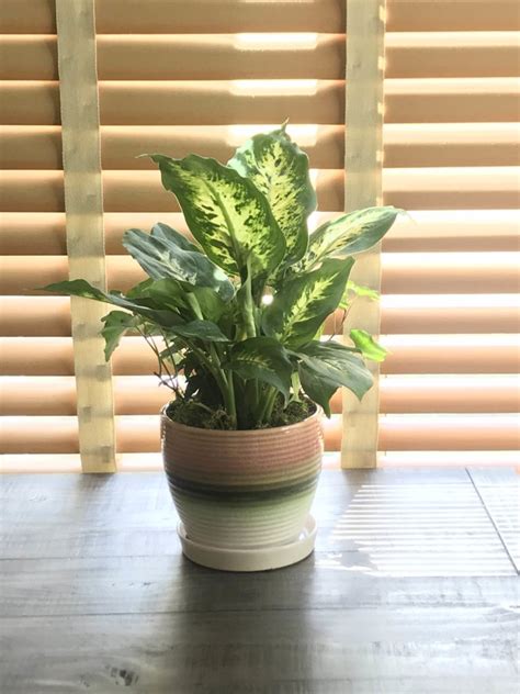 10 Low Light Indoor Plants The Can Thrive In Your Home And
