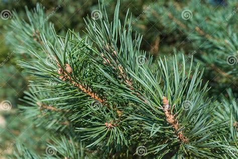 Closeup Of Needles Of A Scots Pine Stock Image Image Of Brown Macro