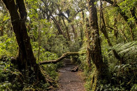 Barva Volcano Trails Barva National Park Costa Rica Stock Photo