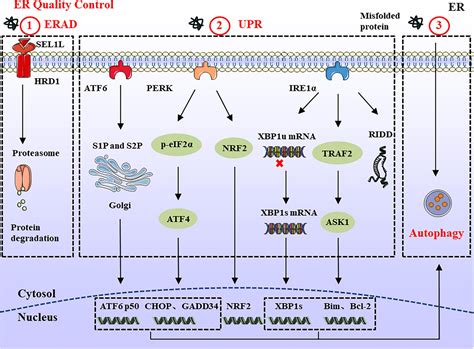 Frontiers Endoplasmic Reticulum Quality Control In Immune Cells