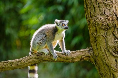 Lemur Animal Wildlife Branch Bark Hd Wallpaper Peakpx