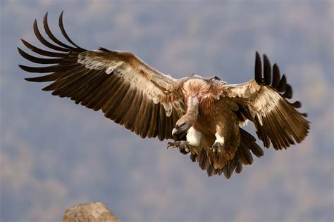 Vulture In Flight Image Free Stock Photo Public Domain Photo Cc0