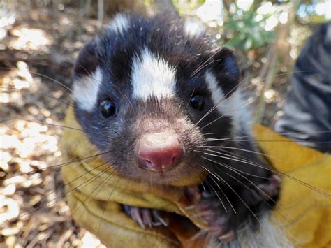 The Rarest Of The Rare New Article On Island Spotted Skunk