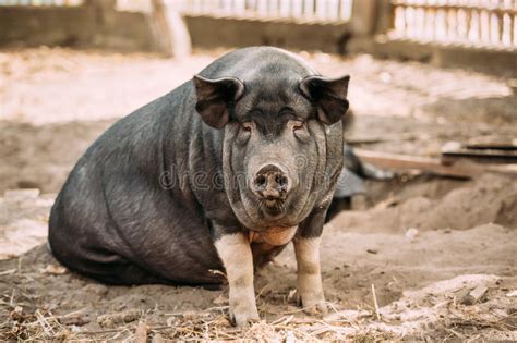 Household A Large Black Pig In Farm Pig Farming Is Raising And Stock