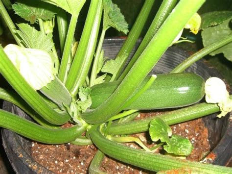 Growing Squash In Containers Information Agri Farming