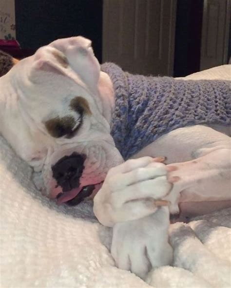 30 Boxer Dogs Sleeping In Totally Ridiculous Positions Artofit