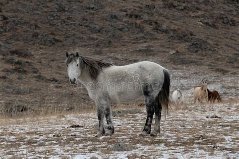 Beautiful Altai Horse On A Rocky Landscape In Winter Stock Image