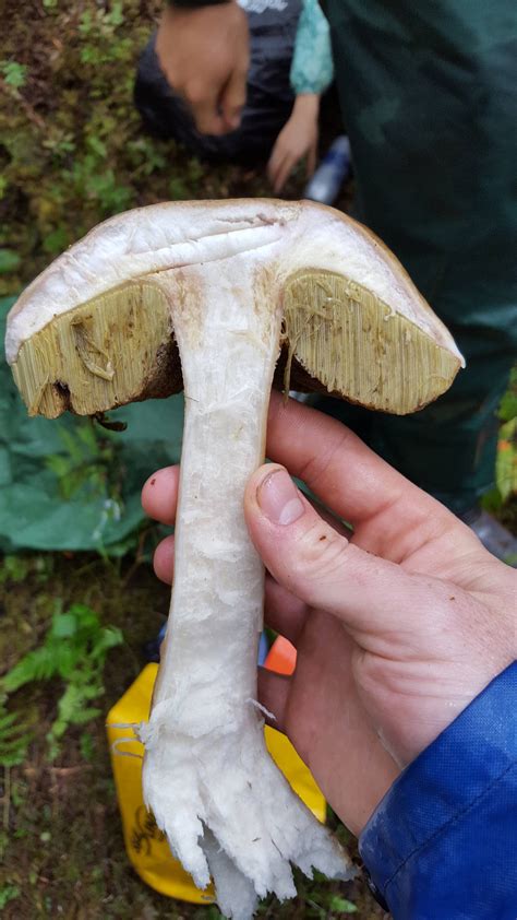 Need Help Iding 3 Different Boletes Mushroom Hunting