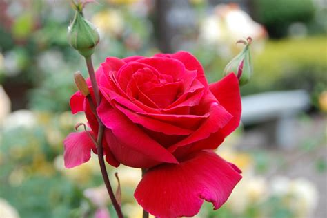 We did not find results for: krismulkey.com: Sweet smelling, gorgeous roses in ...