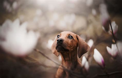 Wallpaper Dog Face Bokeh Doggie Magnolia Dachshund Images For