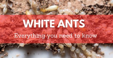 White Ants Everything You Need To Know About Termites In 2023