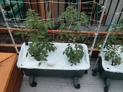 Earthbox Planting Guide Tomatoes