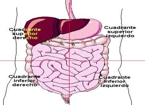Cuales Son Las Cavidades Corporales Regiones Y Cuadrantes