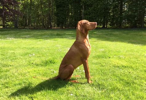 Check spelling or type a new query. Rövidszőrű magyar vizsla, a mindenes vadászkutya - Kutyafajták