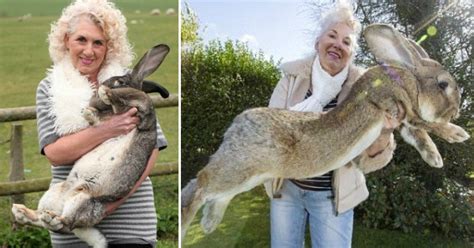 Meet Darius The Largest Rabbit In The World